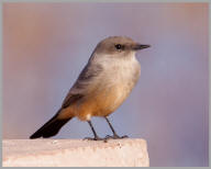 Say's Phoebe