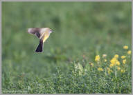 Western kingbird