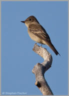 Western Wood-pewee