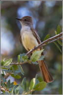 Ash-throated flycatcher