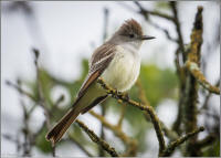 ash-throated flycatcher