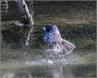 black phoebe water exit