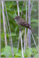 Least flycatcher