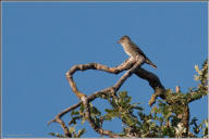 Olive-sided flycatcher