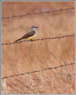 Western kingbird