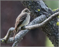 Western wood-peewee