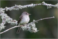 willow flycatcher