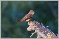 Willow flycatcher