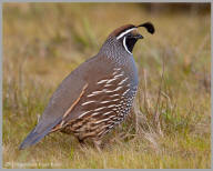 California Quail