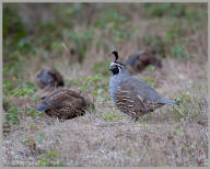 Gambel's quail