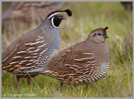 Gambel's quail