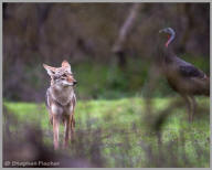 Wild turkey and coyote