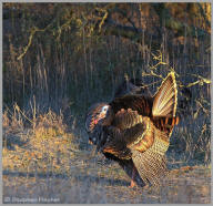 Wild Turkey