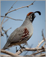 Gambel's quail