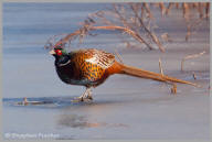 Ring-necked Pheasant