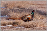 Ring-necked Pheasant