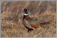 Ring-necked pheasant