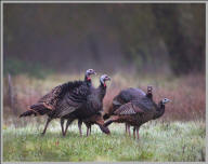 Wild Turkey