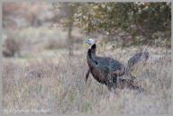 Wild turkey