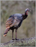 Wild turkey