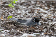 California quail