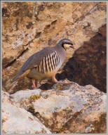 Chukar