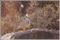 Chukar