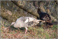 leucistic wild turkey