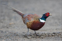 ring-necked pheasant