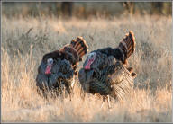 wild turkey