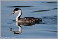 Clark's Grebe