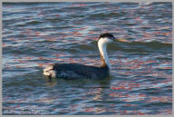 Clark's Grebe