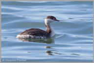 Horned Grebe