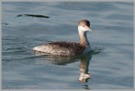 Horned Grebe