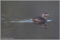 Pied-billed Grebe serenity