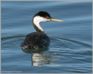 Western Grebe