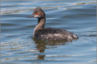 eared grebe