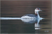 horned grebe