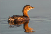 pied billed grebe