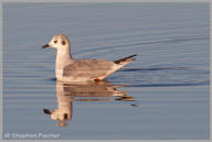 Bonaparte's Gull