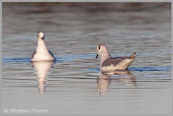 Bonaparte's Gull