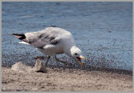 California Gull