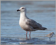 Glaucous-winged Gull