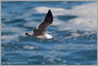 Heermann's Gull