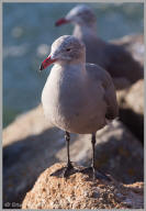 Heermann's Gull