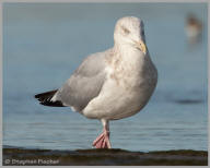 Herring Gull