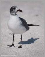 Laughing Gull