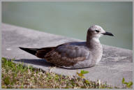 Laughing Gull