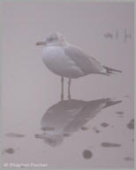 Ring-billed Gull