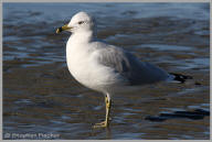 Ring-billed Gull